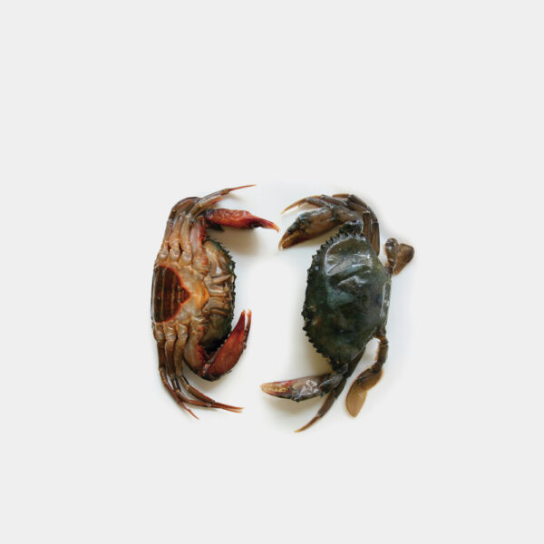 CANGREJO CASCARA BLANDA(SOFT SHELL CRAB PRIME
