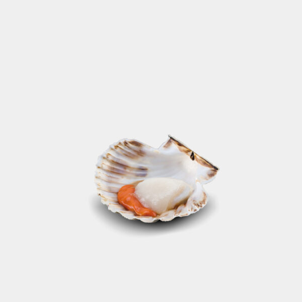 VIEIRA CON CONCHA AUTENTICA GALLEGA