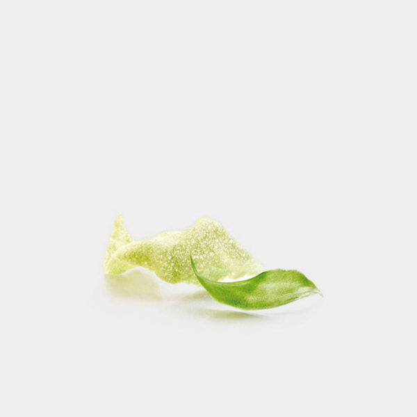 CORTEZA DE WASABI 48UDS
