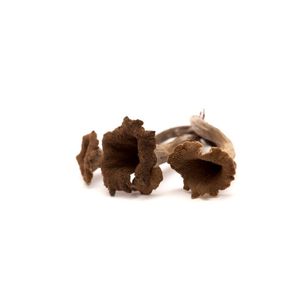 TROMPETA DE LA MUERTE 1KG AROTZ CONG