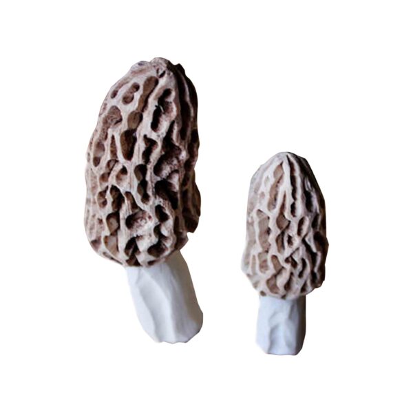 MORILLA MEDIANA MORCHELLA COLMENILLA  3/5CM 1KG