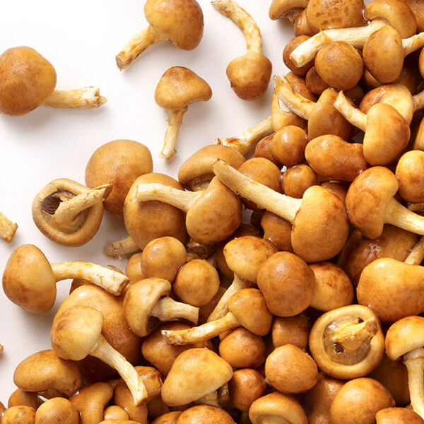 NAMEKO BOLSA 1 KILO AROTZ