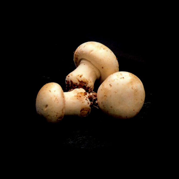 CHAMPIÑON ENTERO 3KG - Imagen 2