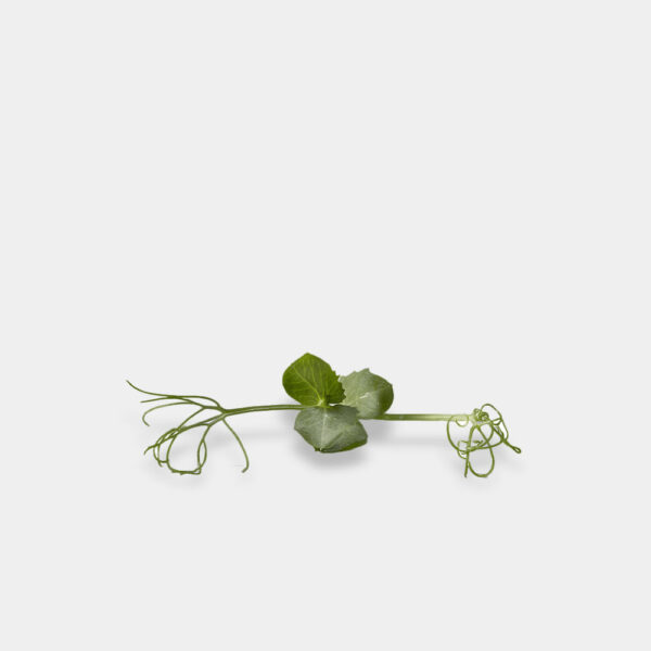 BROTE GUISANTE 30 GRAMOS GERMINARTE
