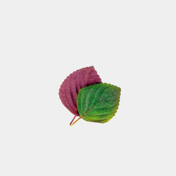 HOJA DE SHISO BICOLOR 60 UNIDADES GERMINARTE