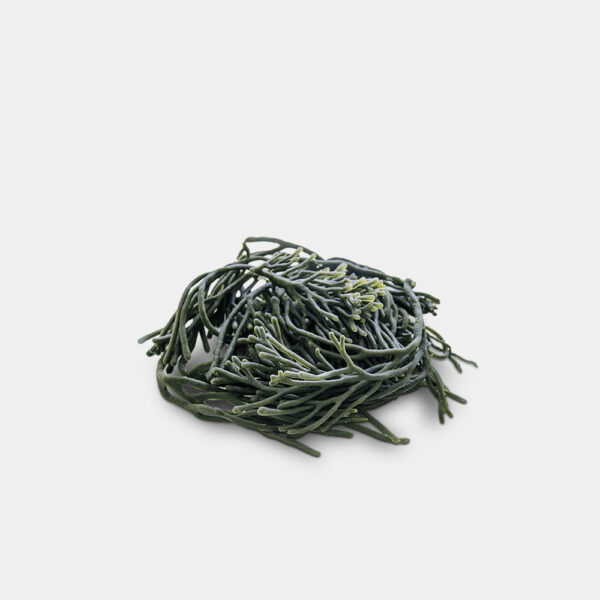 CODIUM BANDEJA 100GR GERMINARTE