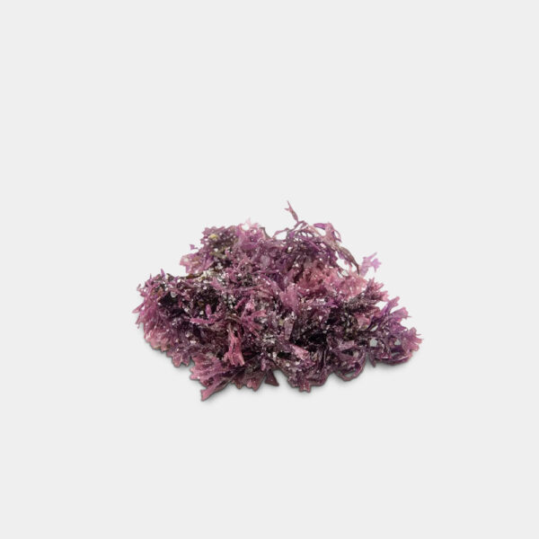 MUSGO ESTRELLADO BANDEJA 100GR GERMINARTE