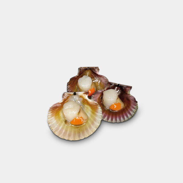 VOLANDEIRA GALLEGA PACK-12